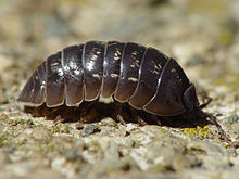 pill bug photo